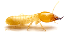 Home | Fumigadores Industriales y Comerciales 5 termite
