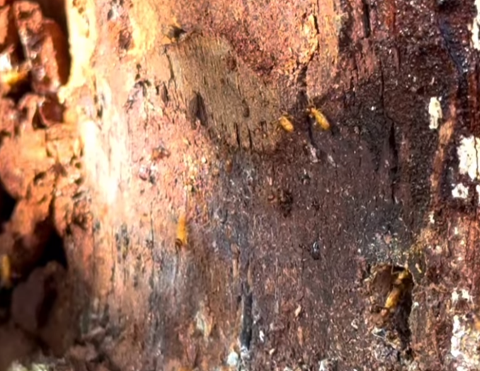 Como Identificar el Comejen Arborio