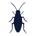 cucaracha square